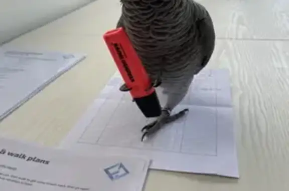 African Grey Parrot Lost in Ti...