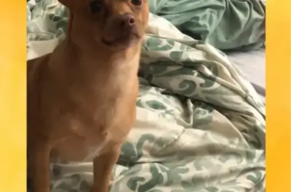 Lost Copper Chihuahua on Quaddick Rd