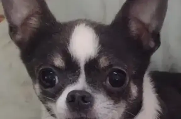 Lost Chihuahua: Blue & White on Ashland Ave