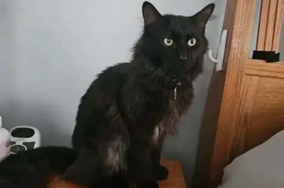 Missing: Sweet Black Cat Named Kodak