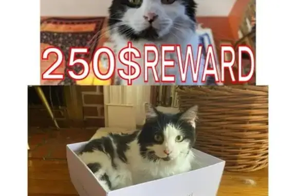 Lost: Skittish Black & White Cat, Anniston