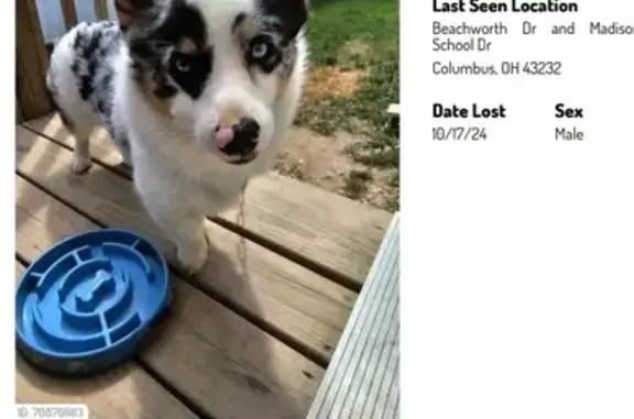 Missing: Deaf Merle Corgi in Columbus