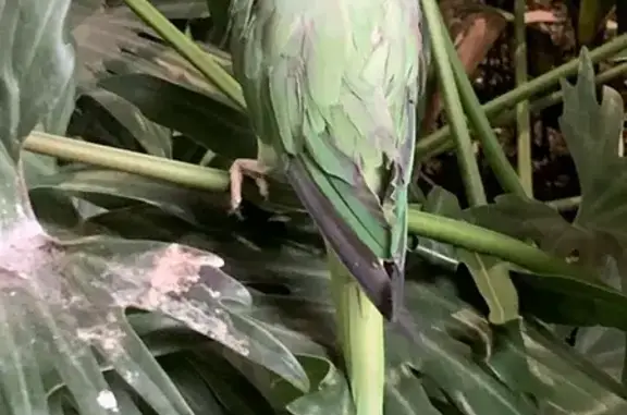 Bird Found at Mater Hospital, North Sydney