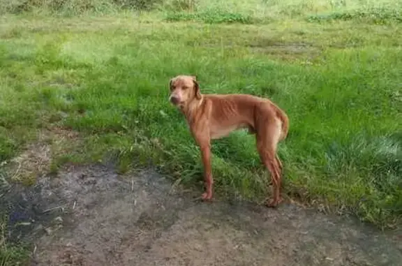 Chien trouvé , photo: Chien mâle braque fauve trouvé à Esse