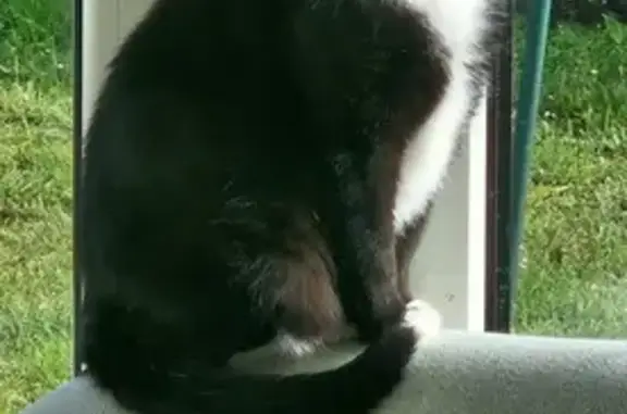 Animaux perdus Saint-Doulchard, photo: Chatte européenne disparue à Saint-Doulchard