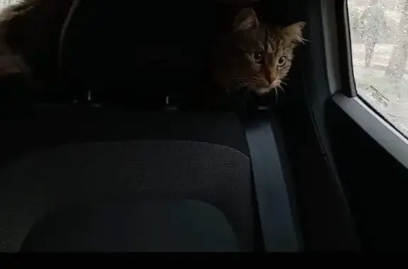Chat marron trouvé avec GPS à Lille - photo
