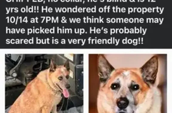 Help Find Our Sweet Blind Heeler!