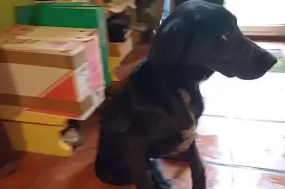 Jeune chien noir trouvé sans collier - photo