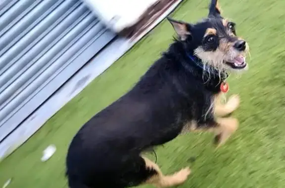 Breed / Colour - Miniature Pinscher cross, blank and tan
No Collar / harness on as he run from the house
Microchipped and Neutered
Distinguishing marks - 4 tan socks, tan rectangle on his chest and a tan beard
Date missing - 16th Oct