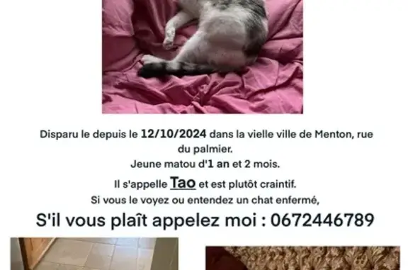 Animaux perdus Menton, photo: Chat perdu : Matou blanc et gris craintif