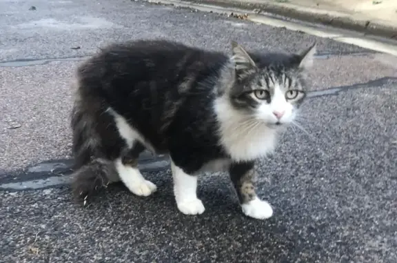 Chat trouvé , photo: Chat affectueux trouvé rue Danton