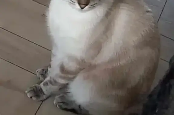 Chat siamois perdu à Giraumont, contactez YT - photo