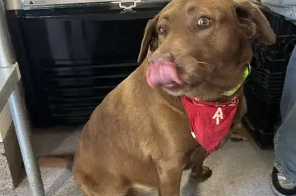 Found Female Labrador by West Drive