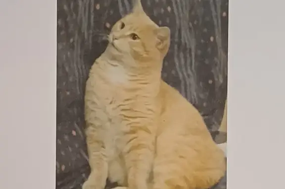 Animaux perdus Annecy, photo: Chat beige perdu, Annecy, Av. des Romains