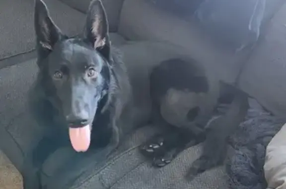 Lost: Black German Shepherd, Ziva, Mastic Beach