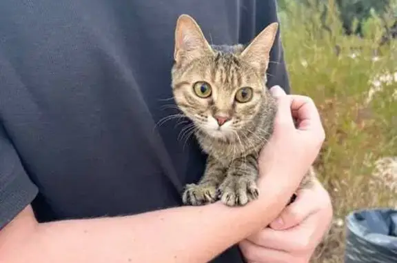 ¿Has perdido a tu gatita en Málaga?