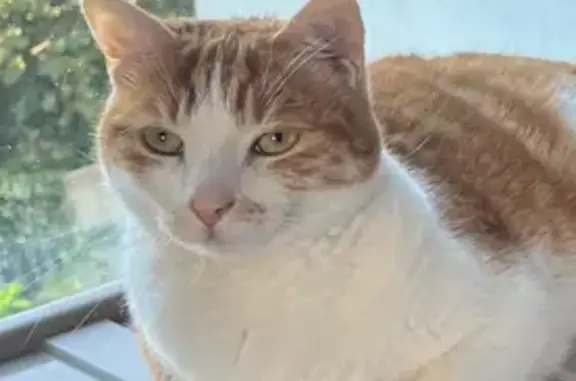 Animaux perdus La Bassée, photo: Chat Blanc et Roux Perdu à La Bassée