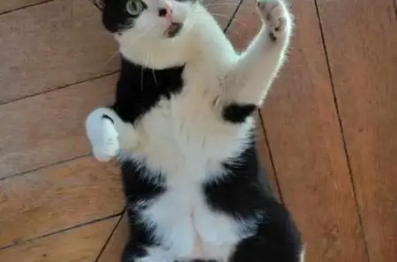 Animaux perdus Gérardmer, photo: Chat noir et blanc perdu à Gérardmer