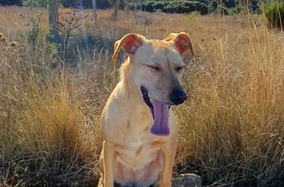 Perro Perdido en Paterna: Dana, Mixta, 30kg