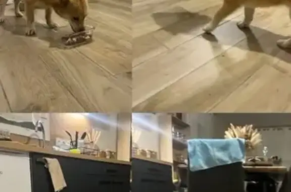 Chien trouvé seul, recueilli à Clérey - photo