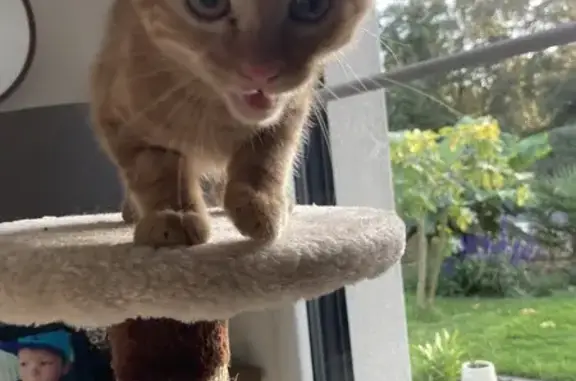 Chaton roux retrouvé dans moteur à Challans - photo