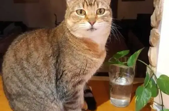 Chat perdu, , photo: Biscotte, chat dodu perdu à Valliguières