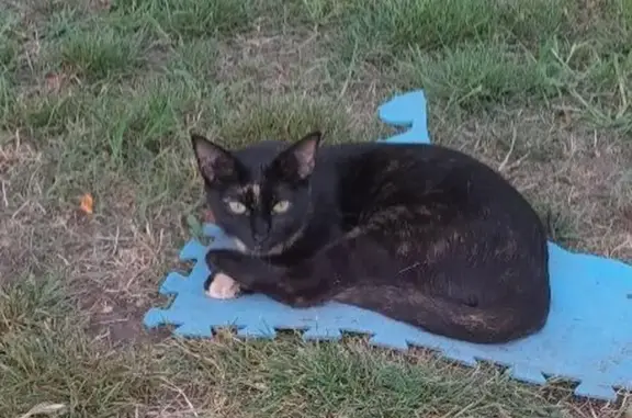 Animaux perdus Gerzat, photo: Cookie, chatte noire 2 ans disparue Gerzat