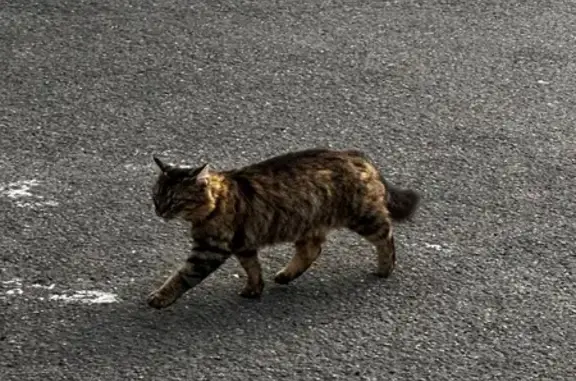 Chat trouvé , photo: Chatte trouvée près pharmacie St-Séverin