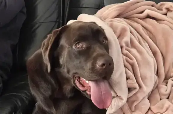 Chien perdu Aixe-sur-Vienne, photo : Chien costaud disparu à Aix, surnoms variés