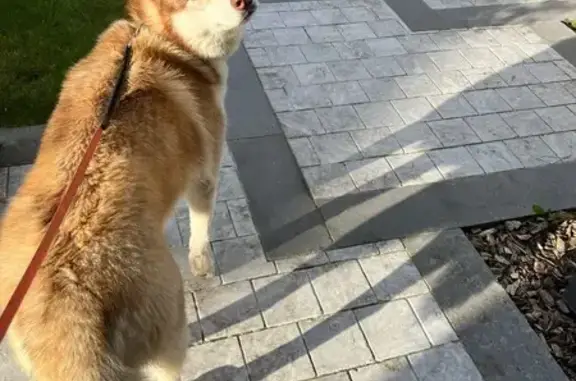 Chien perdu , photo : Husky marron 2 ans perdu Erdre-en-Anjou