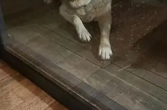Chien beige trouvé devant mon portail - photo