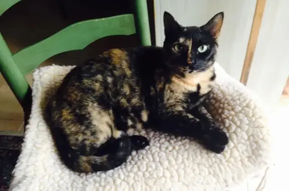 Missing Tortoise Shell Cat in Dallas