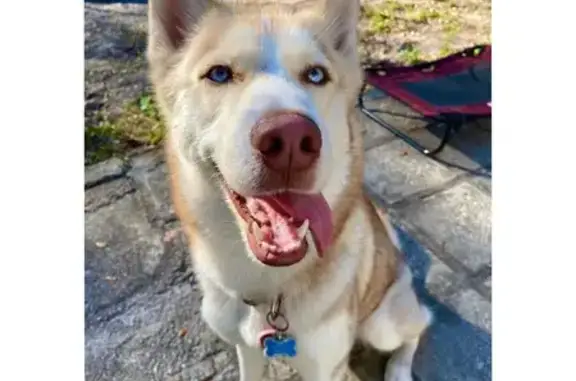 Lost Husky: Brown/White, Blue Eyes, Tampa