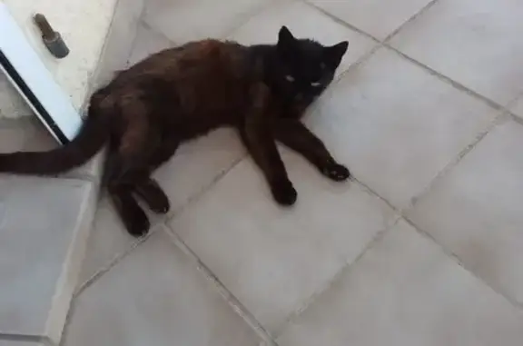 Chatte noire et marron trouvée à St-Julien - photo