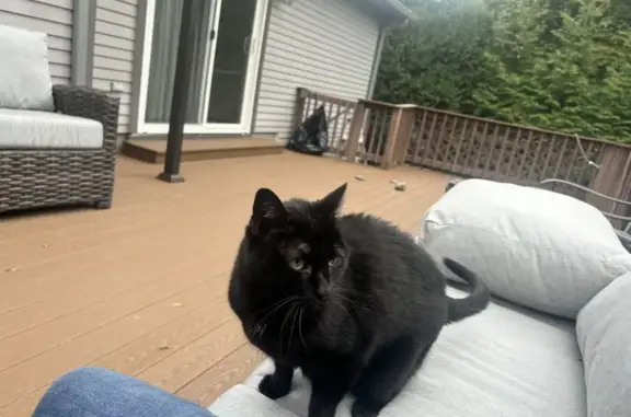 Affectionate Black Cat Found on Deck