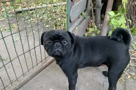 Found Dog on James Ave N, Minneapolis