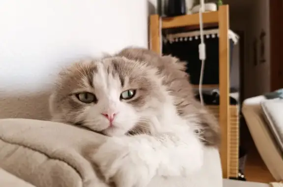 ¡Ayuda! Gato Scottish Fold perdido en Humanes