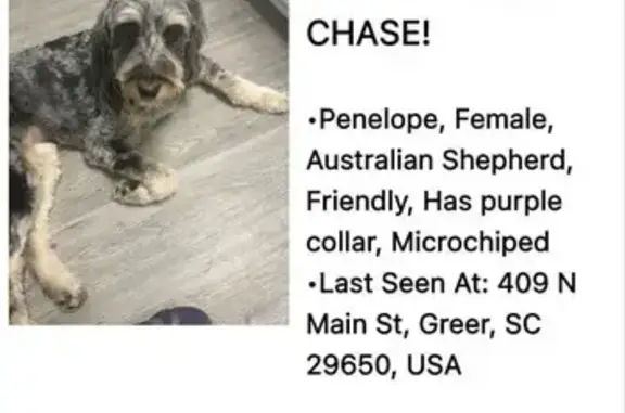 Lost Aussiedoodle: Penelope in Greer