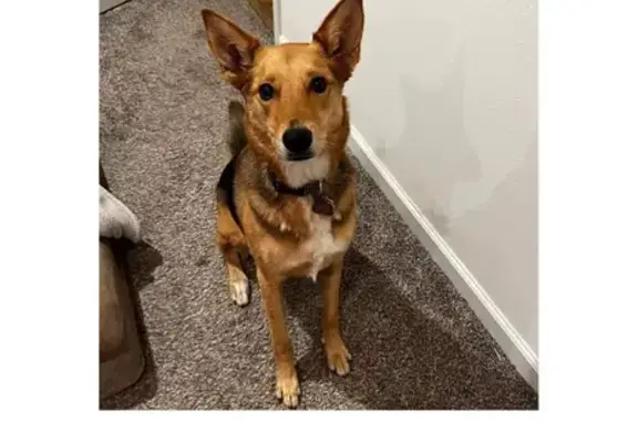 Lost German Shepherd: Zelda, Reward $500