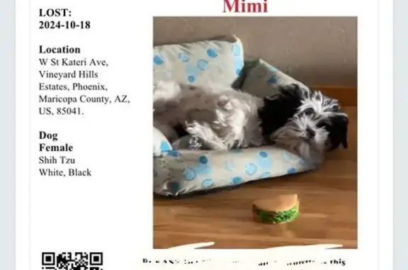 Lost Shih Tzu: White & Black, Call Now!