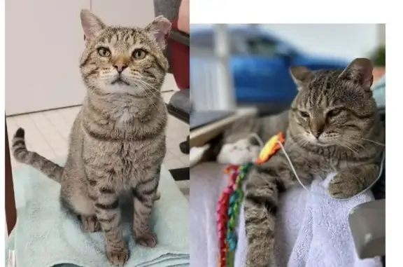 Lost Gray Tabby in Cedar Bluff Area