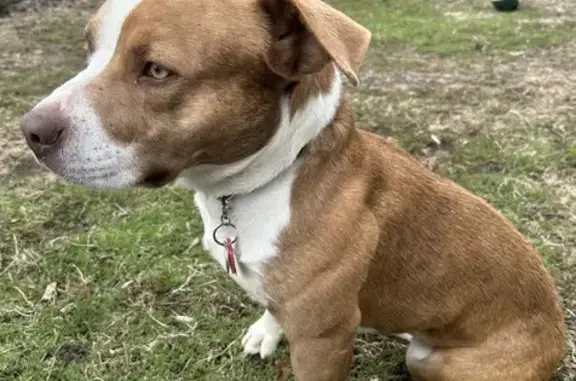 Lost Corgi-Pitbull Mix on Cherry Ave