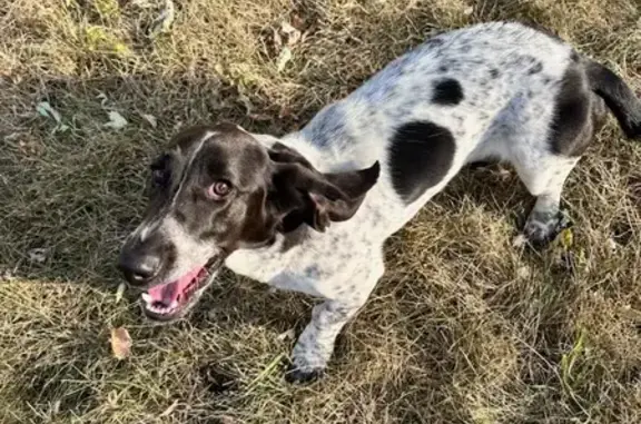 Found Female Dog on Nathan Lane, Plymouth