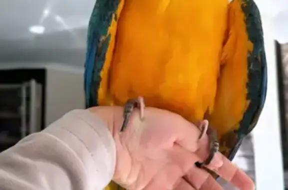 Lost: Friendly Macaw Spotted Near Park