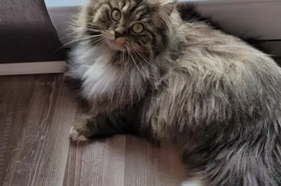 Chat perdu, Rixheim, photo: Chatte timide 2 ans perdue à Rixheim