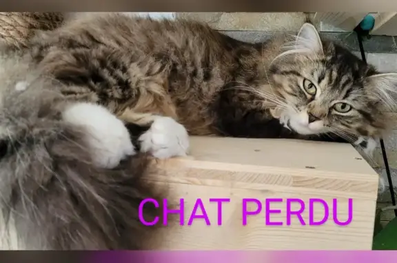 Chat perdu, Rixheim, photo: Chatte tigrée disparue à Rixheim