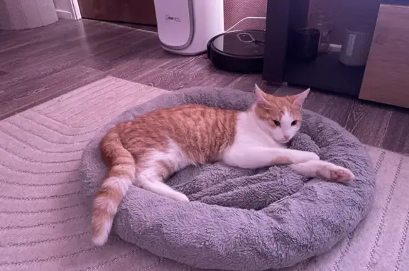Chat trouvé à Metz, apeuré mais sociable - photo