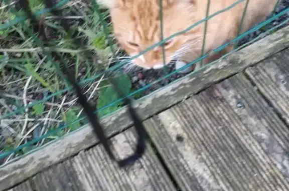 Chat trouvé , photo: Chat roux et blanc méfiant à Brem-sur-Mer