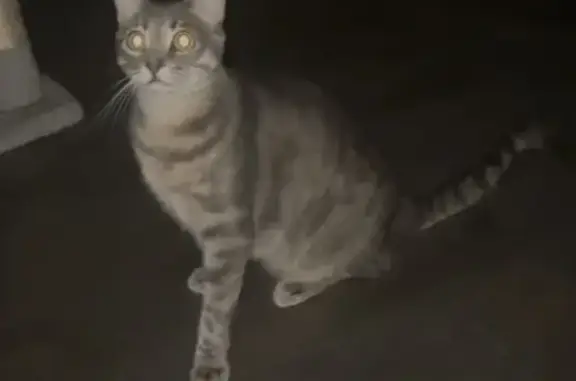 Animaux perdus , photo: Chatte grise perdue à Villeneuve-Minervois