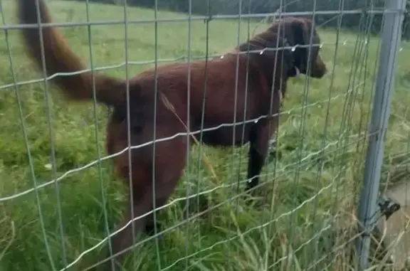Jeune labrador marron trouvé à Pordic - photo